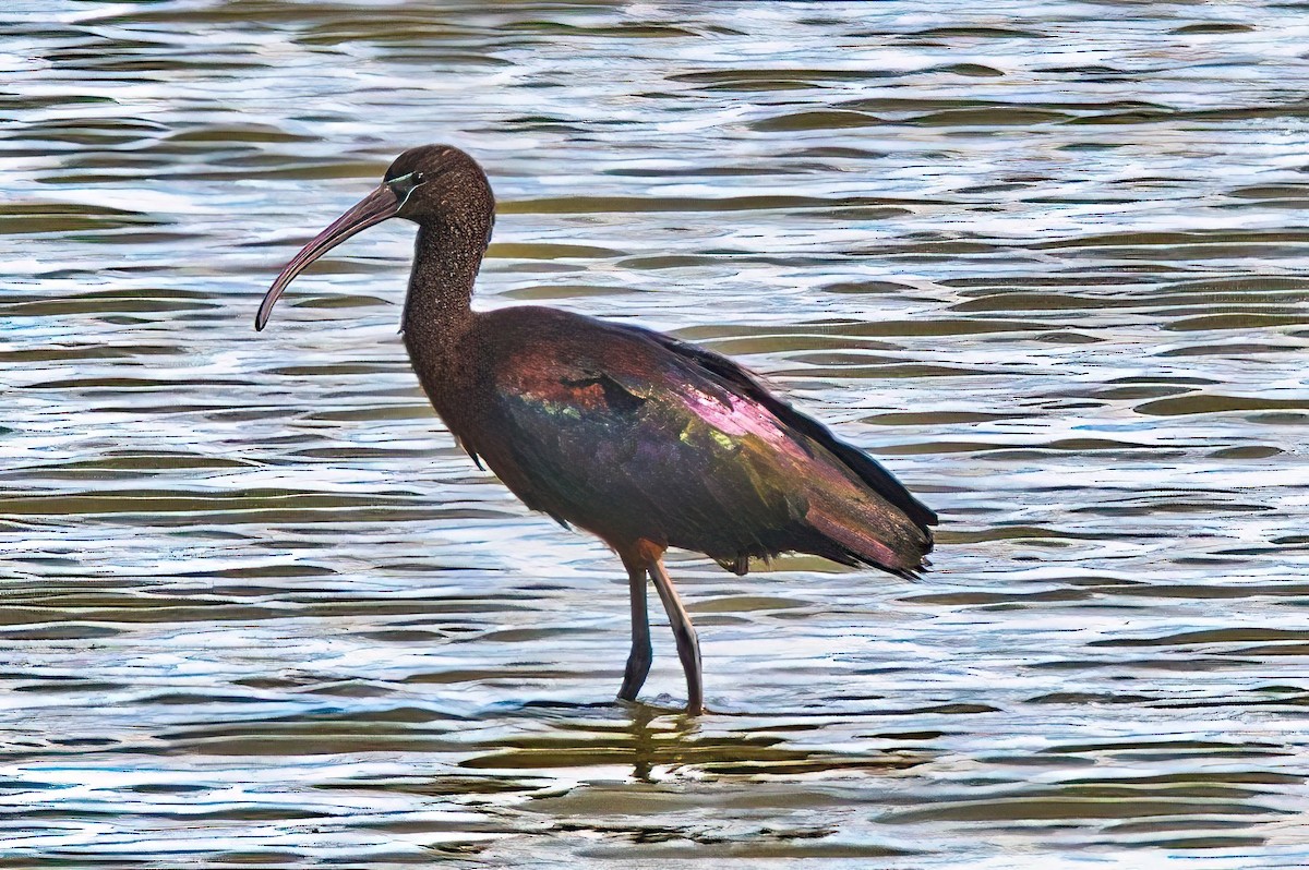 Glossy Ibis - ML613065886