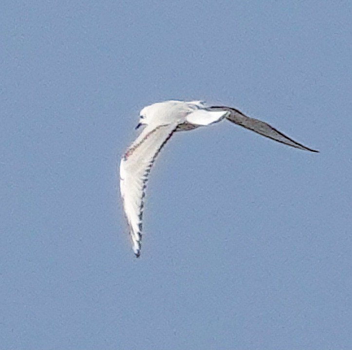 Bonaparte's Gull - Kathleen Horn