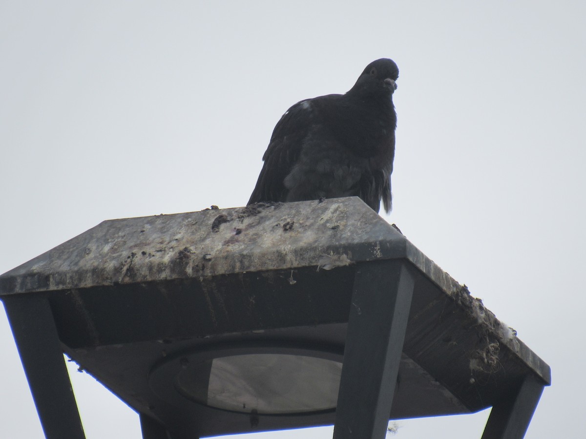 Rock Pigeon (Feral Pigeon) - ML613065932