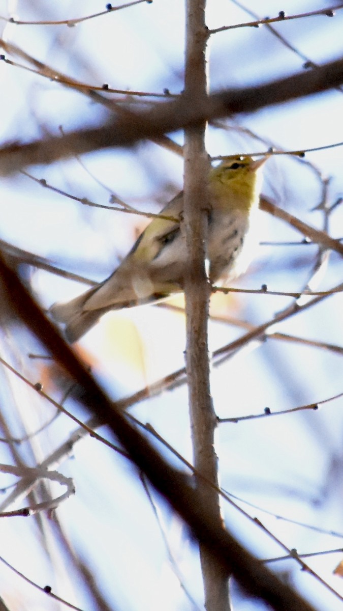 Tennessee Warbler - ML613065971