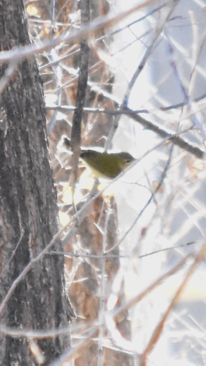 Tennessee Warbler - ML613065972