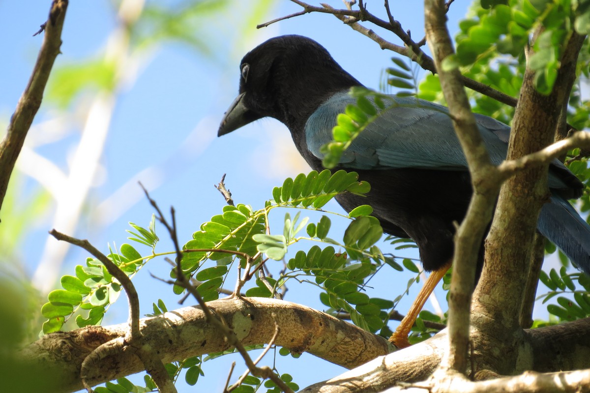 Yucatan Jay - ML613065994