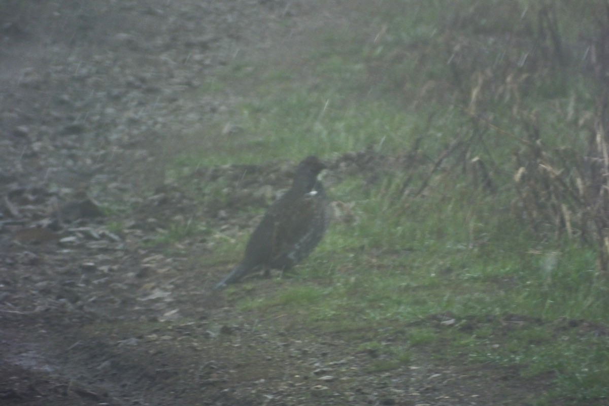 Dusky Grouse - ML613065998