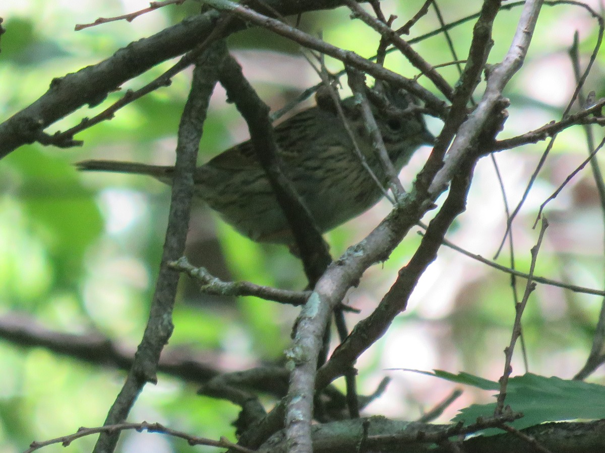 Lincoln's Sparrow - ML613066030