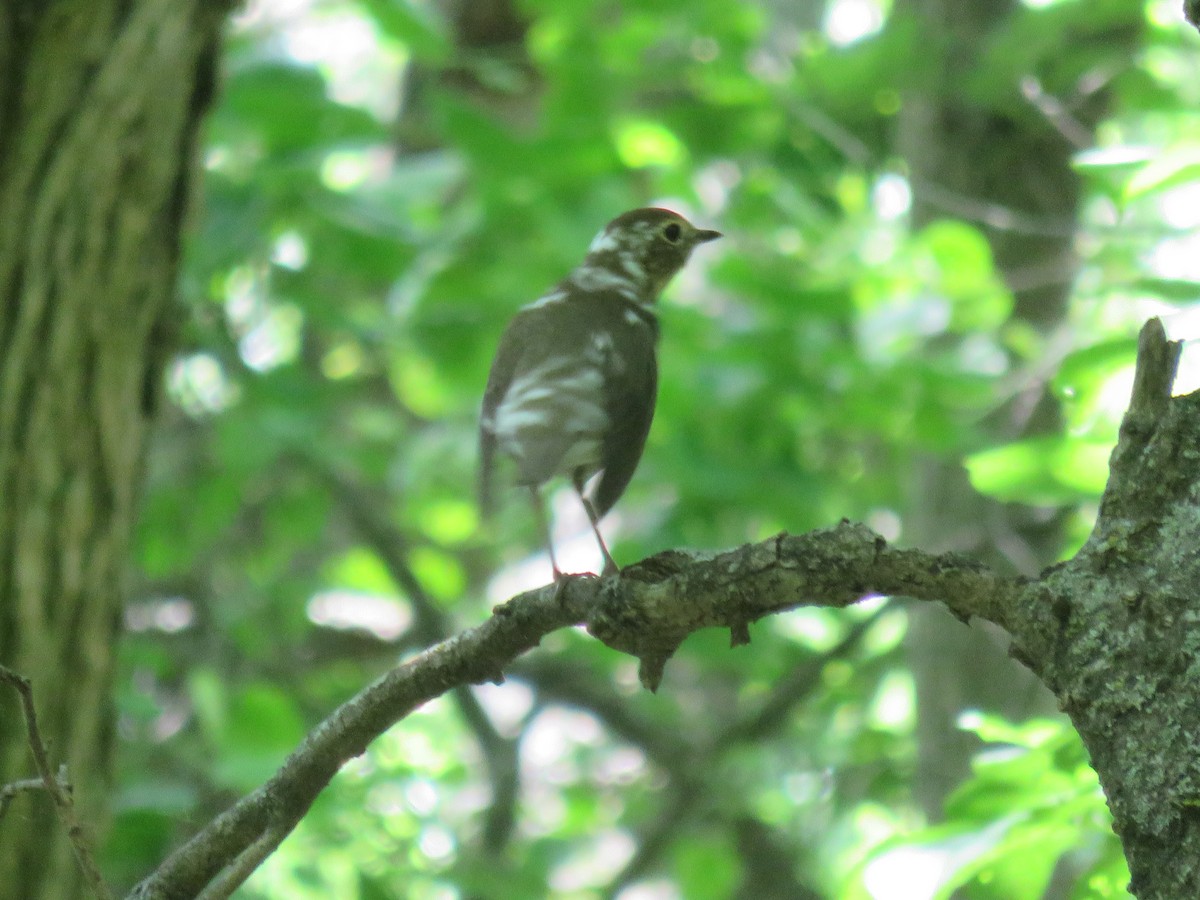 Swainson's Thrush - ML613066051