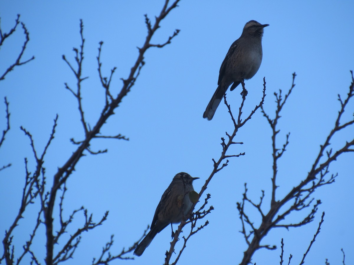 Chilean Mockingbird - ML613066060