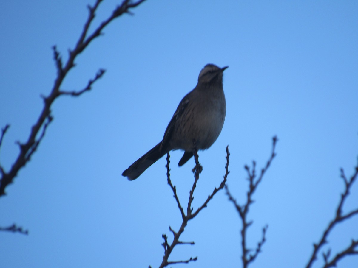 Chilean Mockingbird - Lucas Quivira Flores