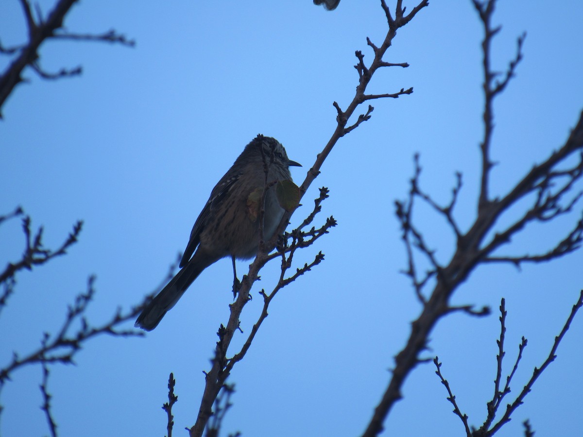 Chilean Mockingbird - Lucas Quivira Flores