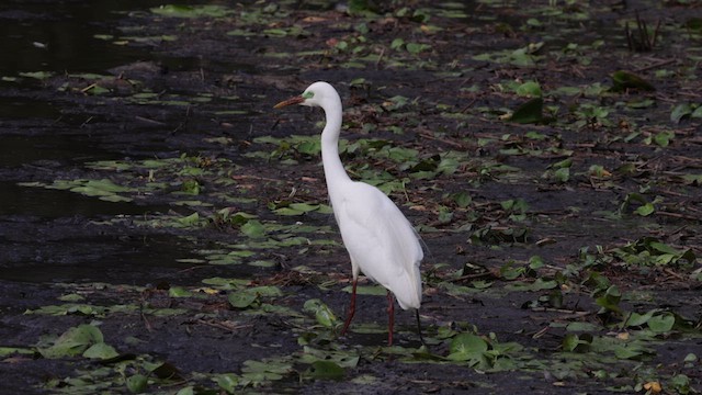 Plumed Egret - ML613066064