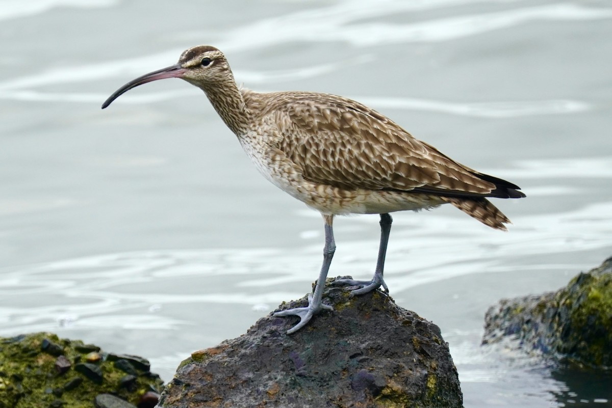 Whimbrel - Eve Lempriere