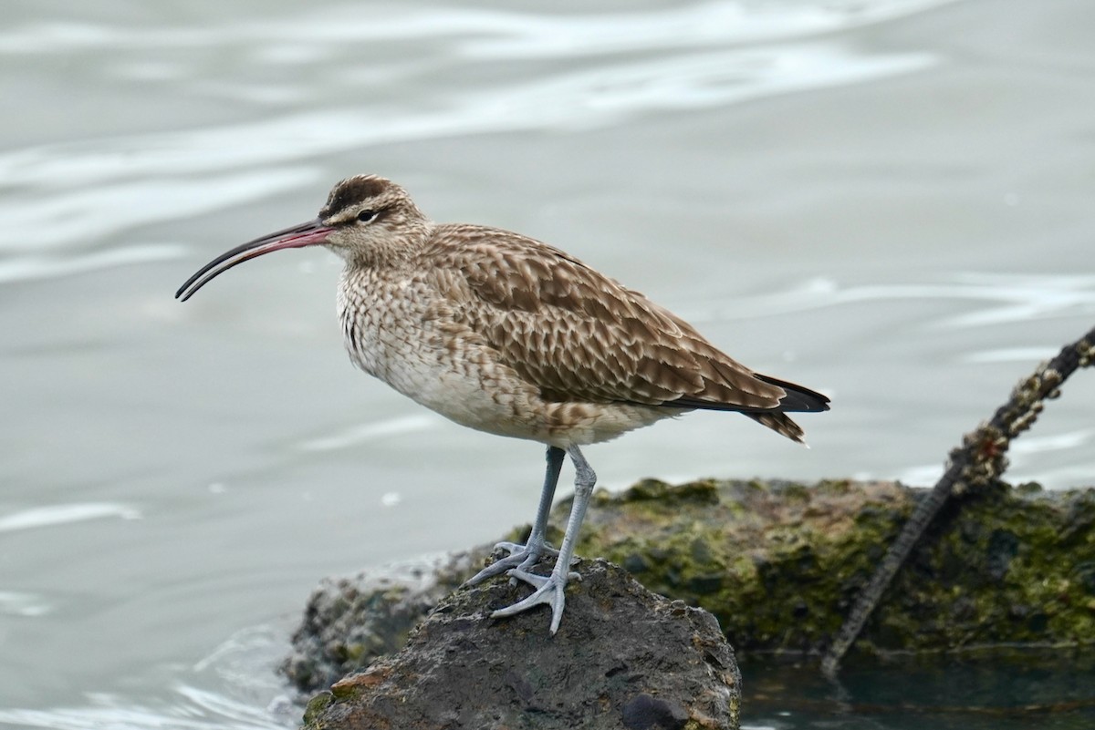 Whimbrel - ML613066123