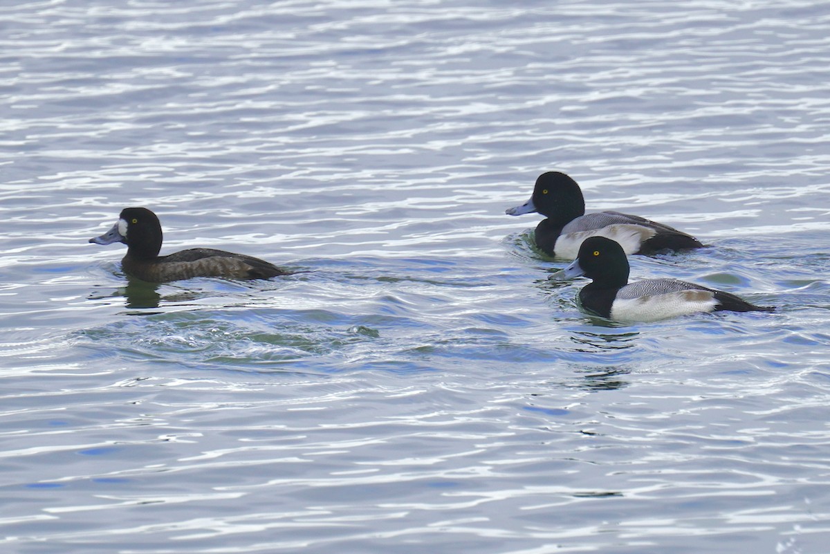 Greater Scaup - Eve Lempriere