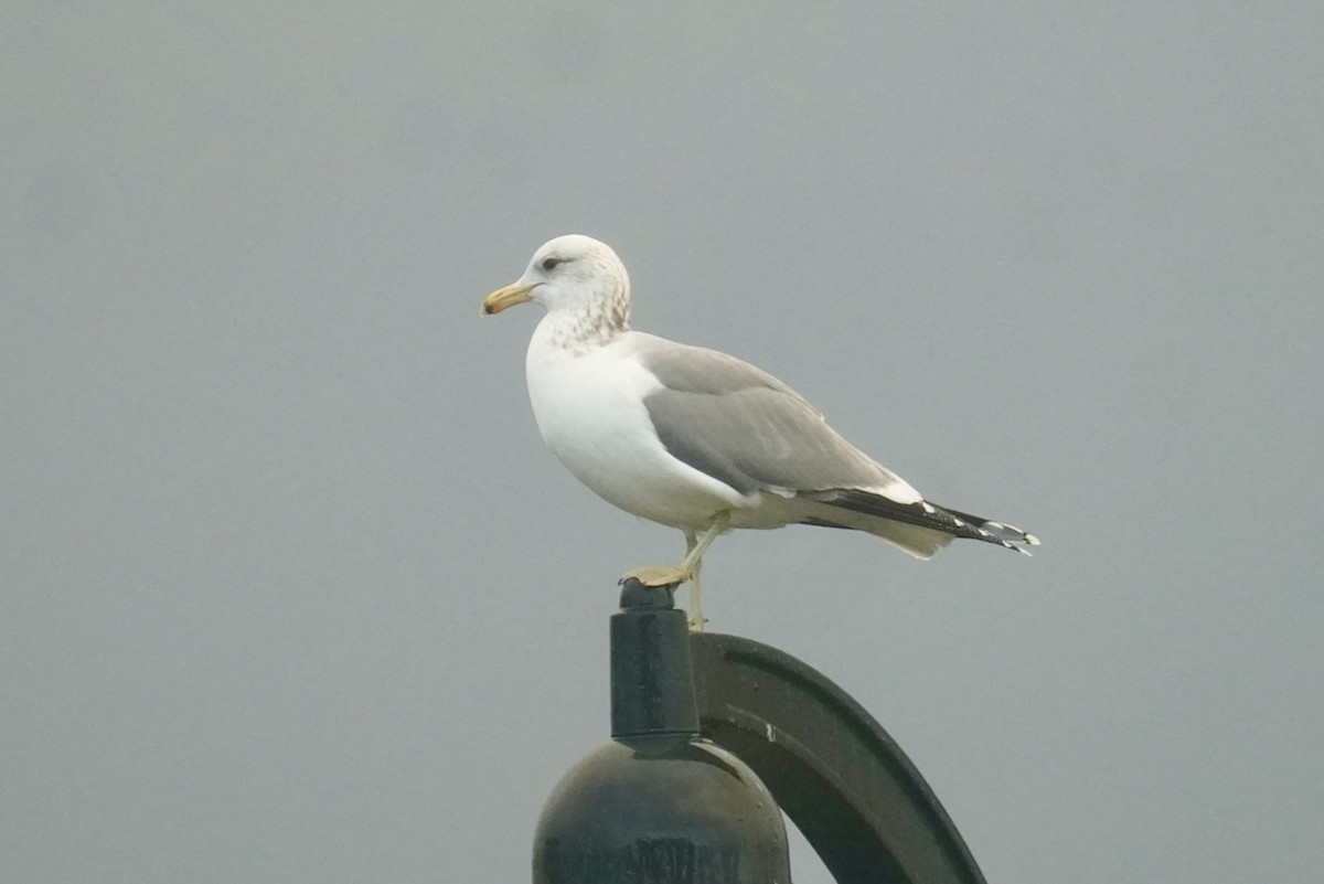 California Gull - ML613066154