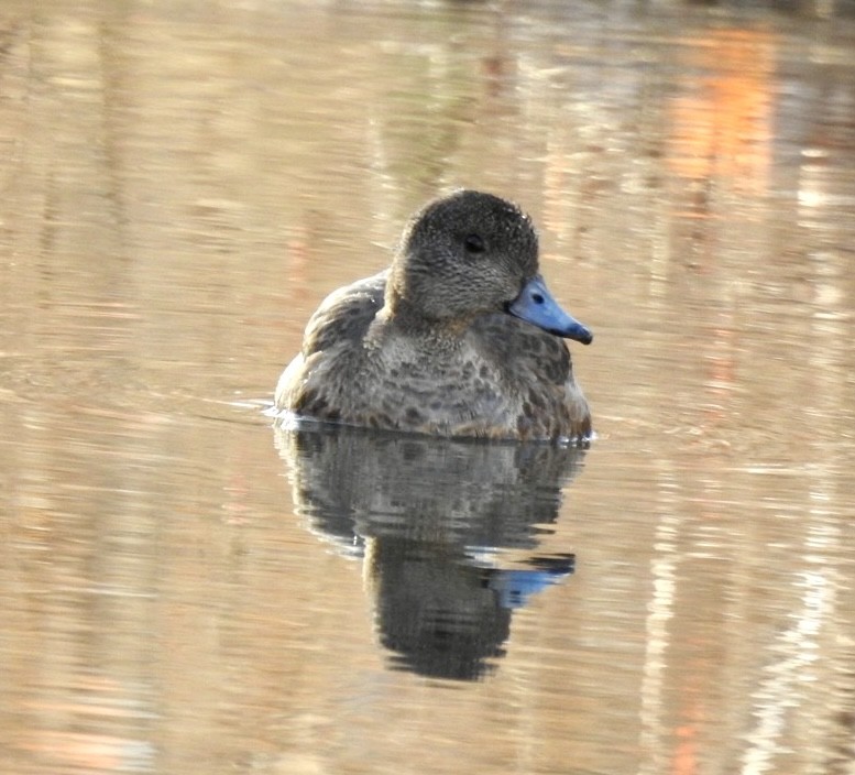 American Wigeon - Brian Ison