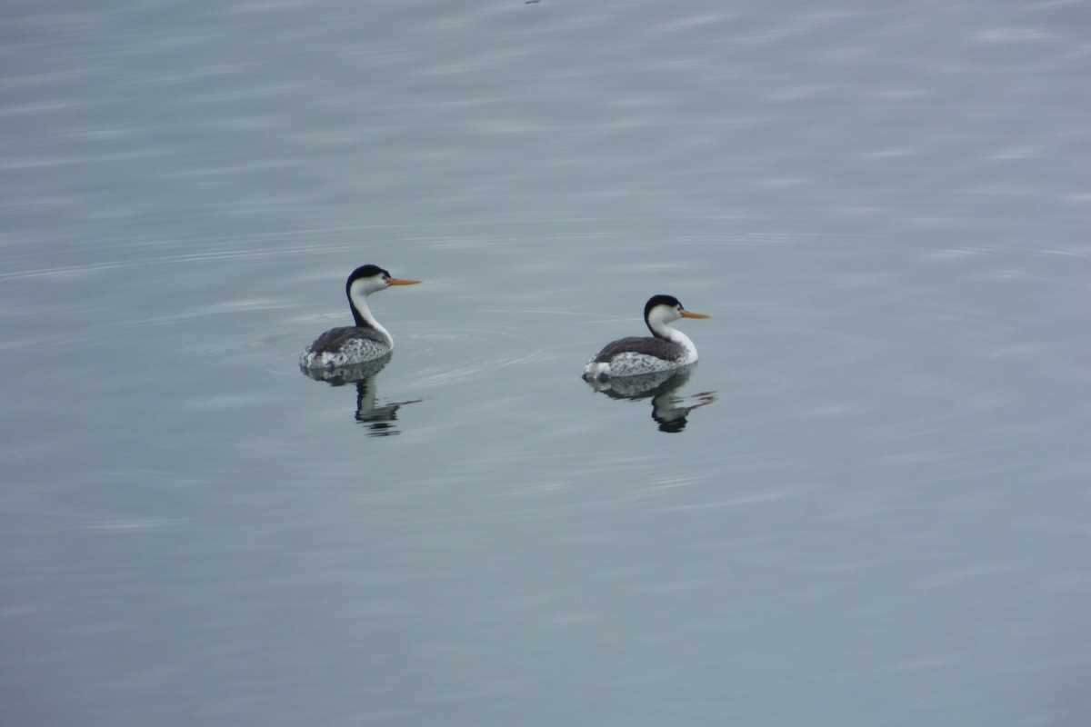 Clark's Grebe - ML613066197