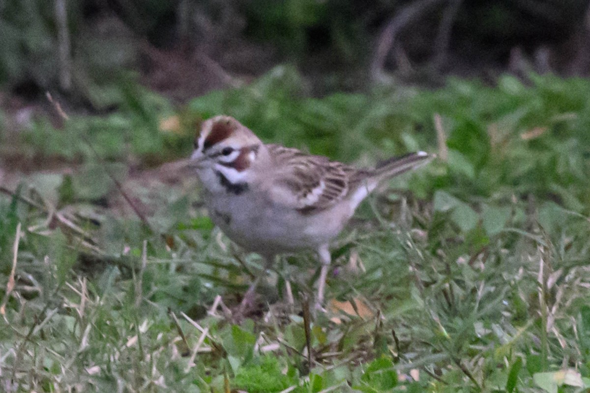 Lark Sparrow - Scott Buckel