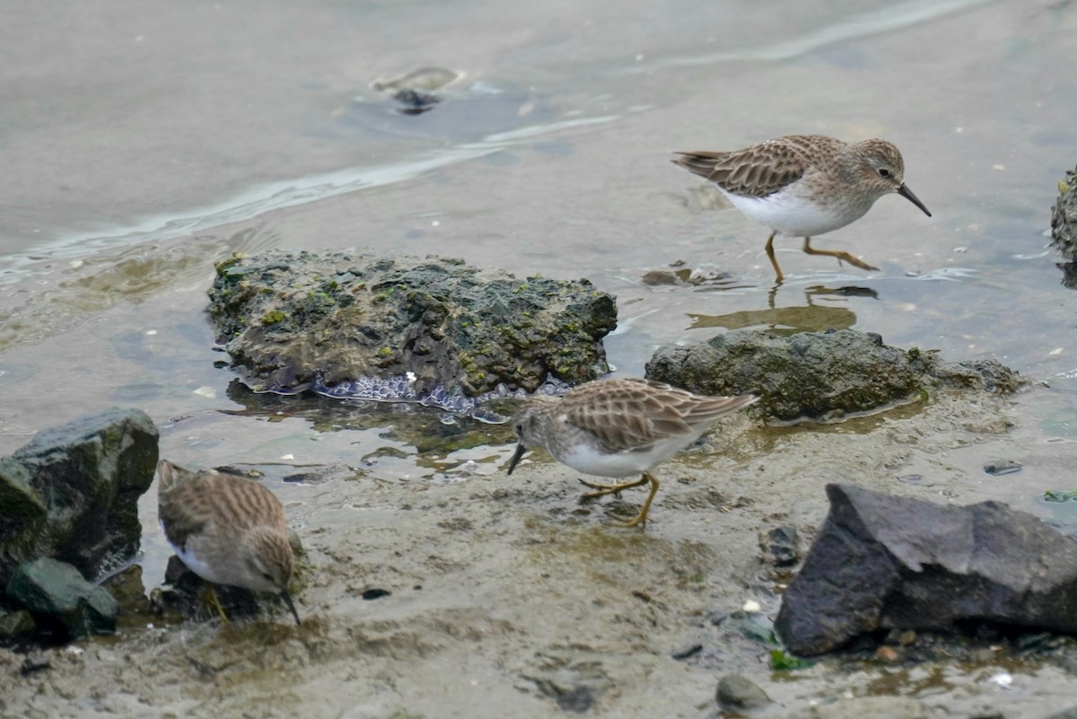 Least Sandpiper - Eve Lempriere