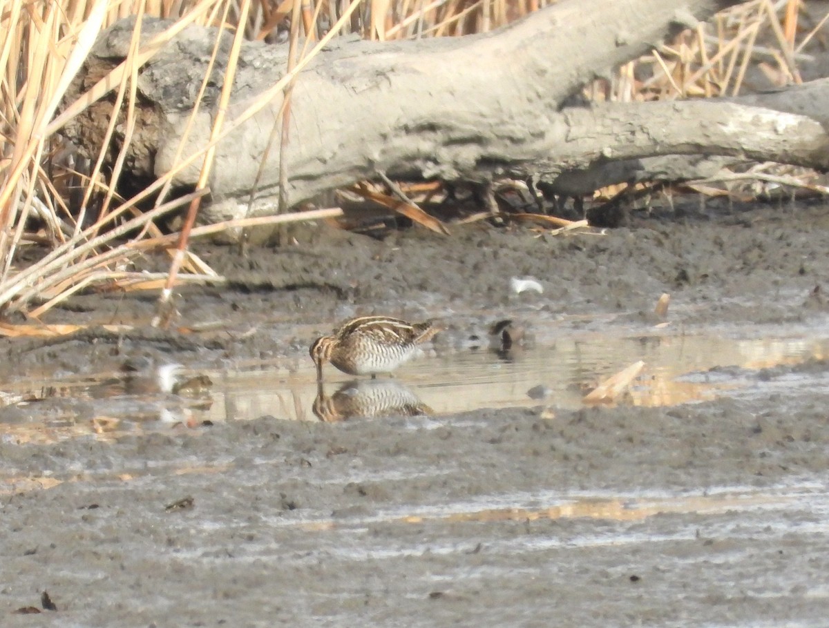 Wilson's Snipe - ML613066254