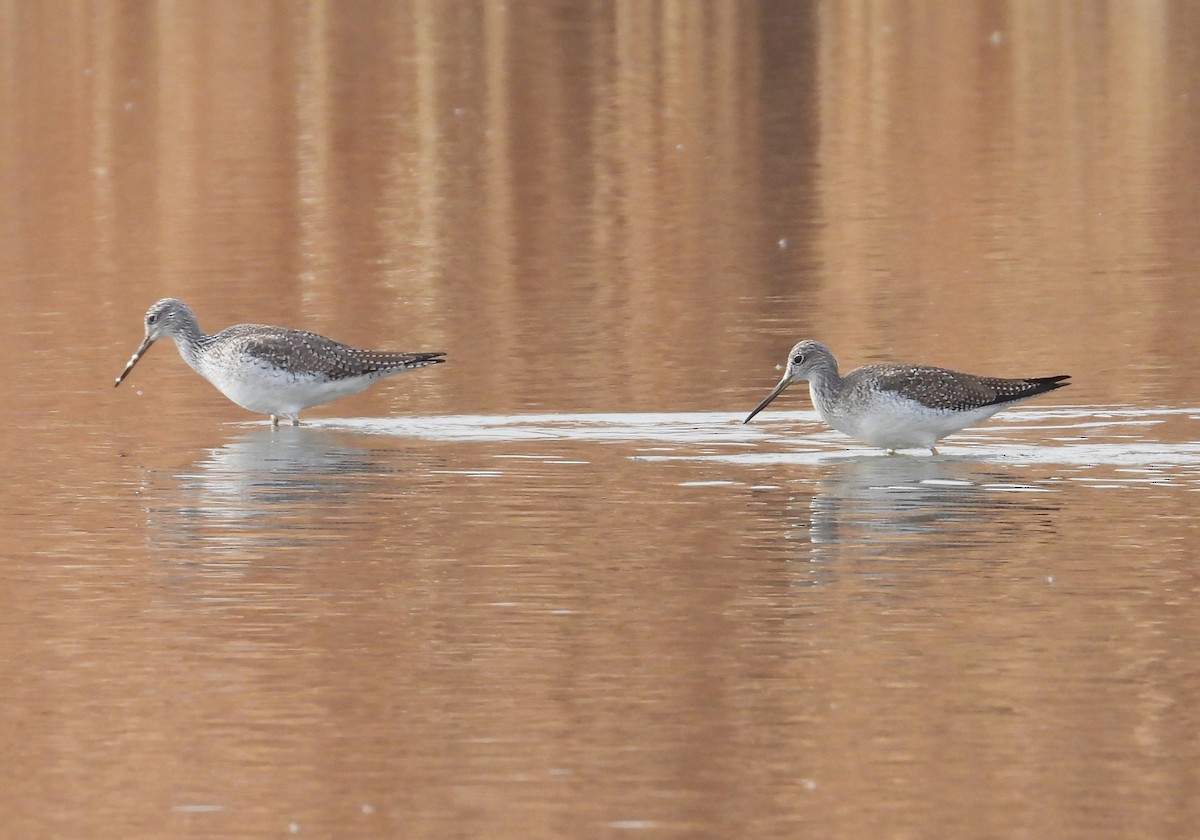 Greater Yellowlegs - ML613066263