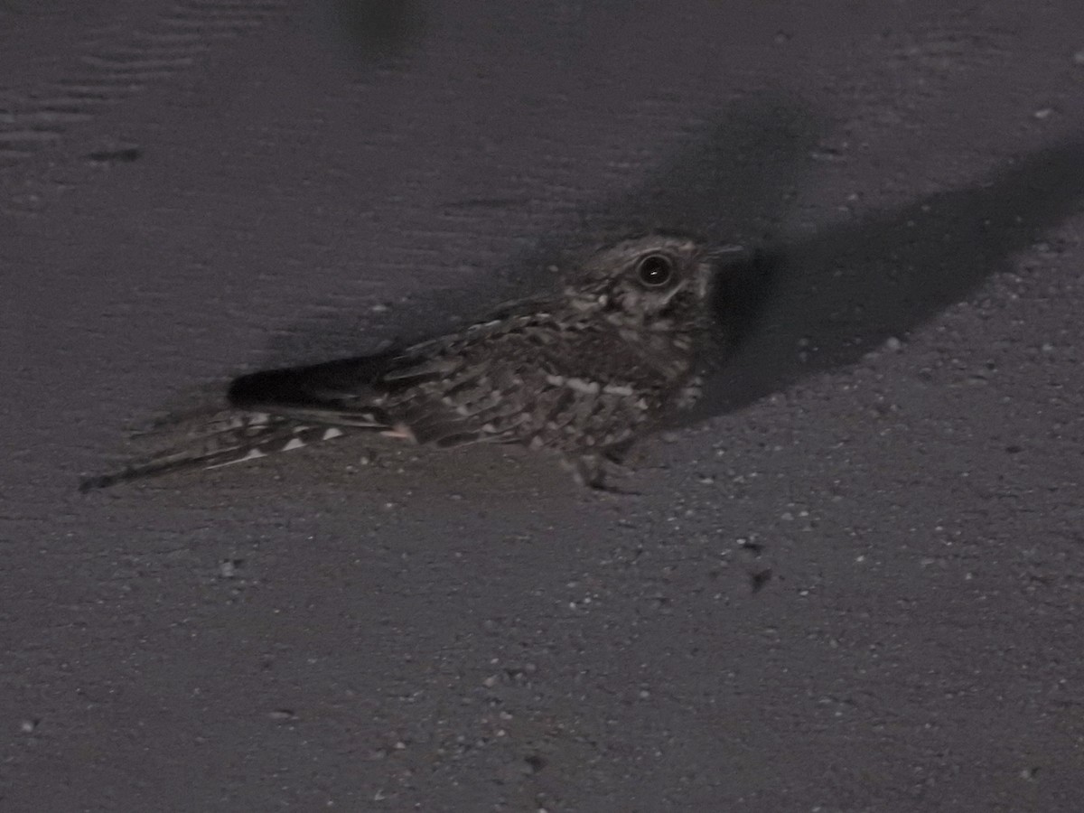 Scissor-tailed Nightjar - ML613066307