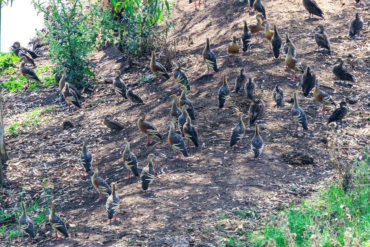 Plumed Whistling-Duck - ML613066344