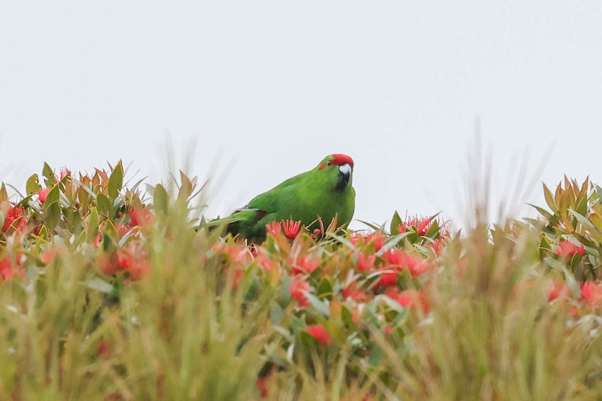 Red-crowned Parakeet - ML613066353