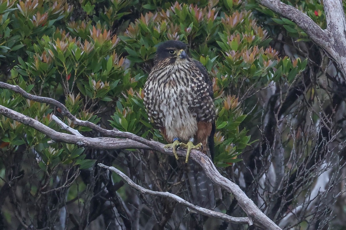 New Zealand Falcon - ML613066368