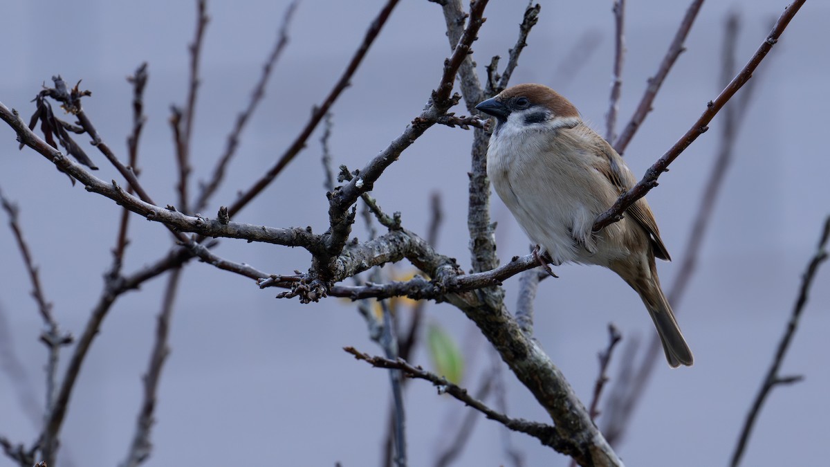 Eurasian Tree Sparrow - ML613066370