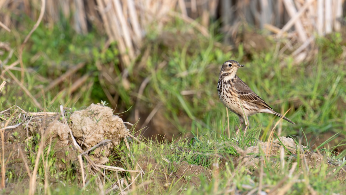 American Pipit - ML613066384