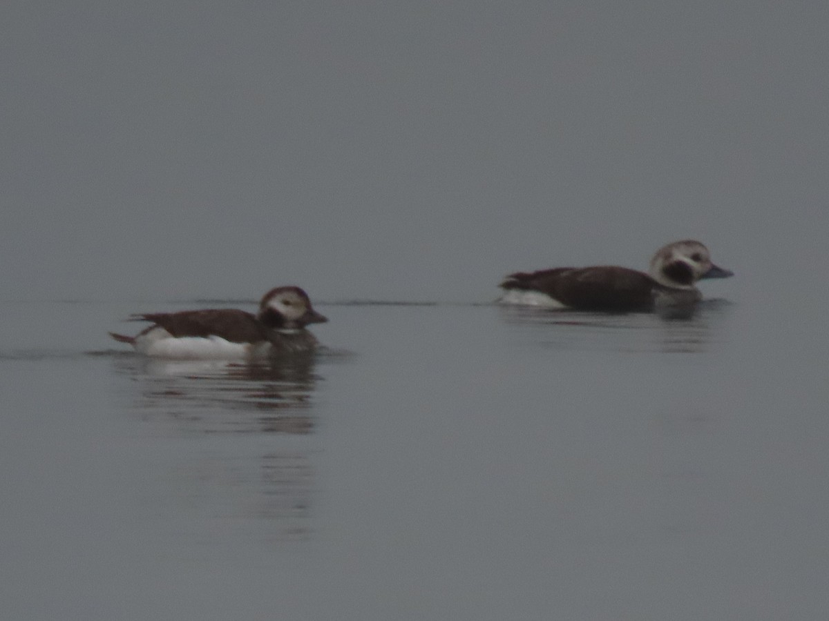 Long-tailed Duck - ML613066403