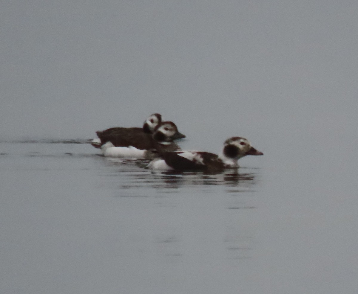 Long-tailed Duck - ML613066404