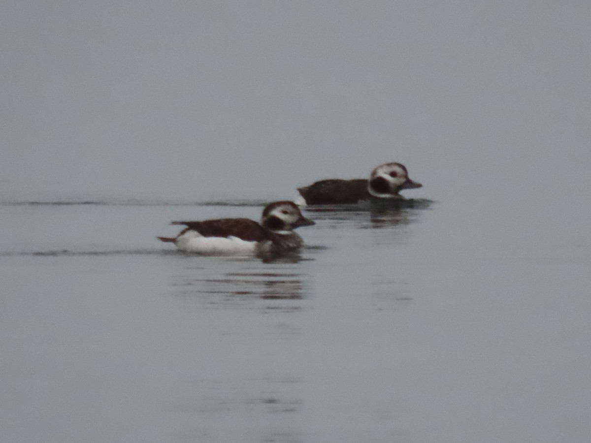 Long-tailed Duck - ML613066405