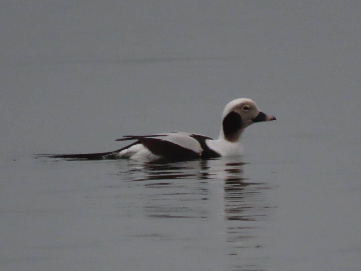 Long-tailed Duck - ML613066406