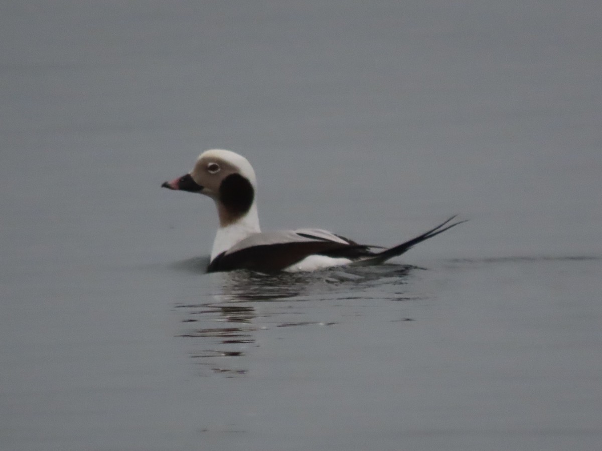 Long-tailed Duck - ML613066409