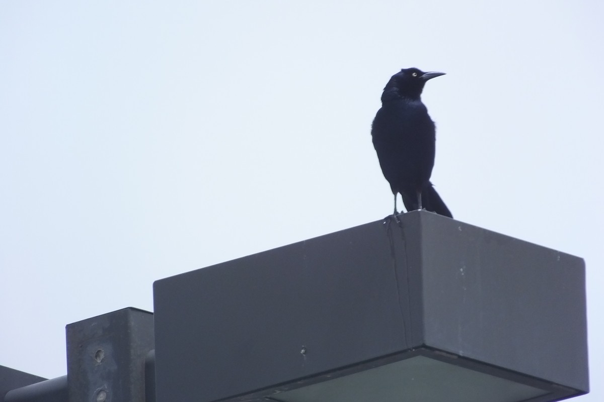 Great-tailed Grackle - Dave Hanscom