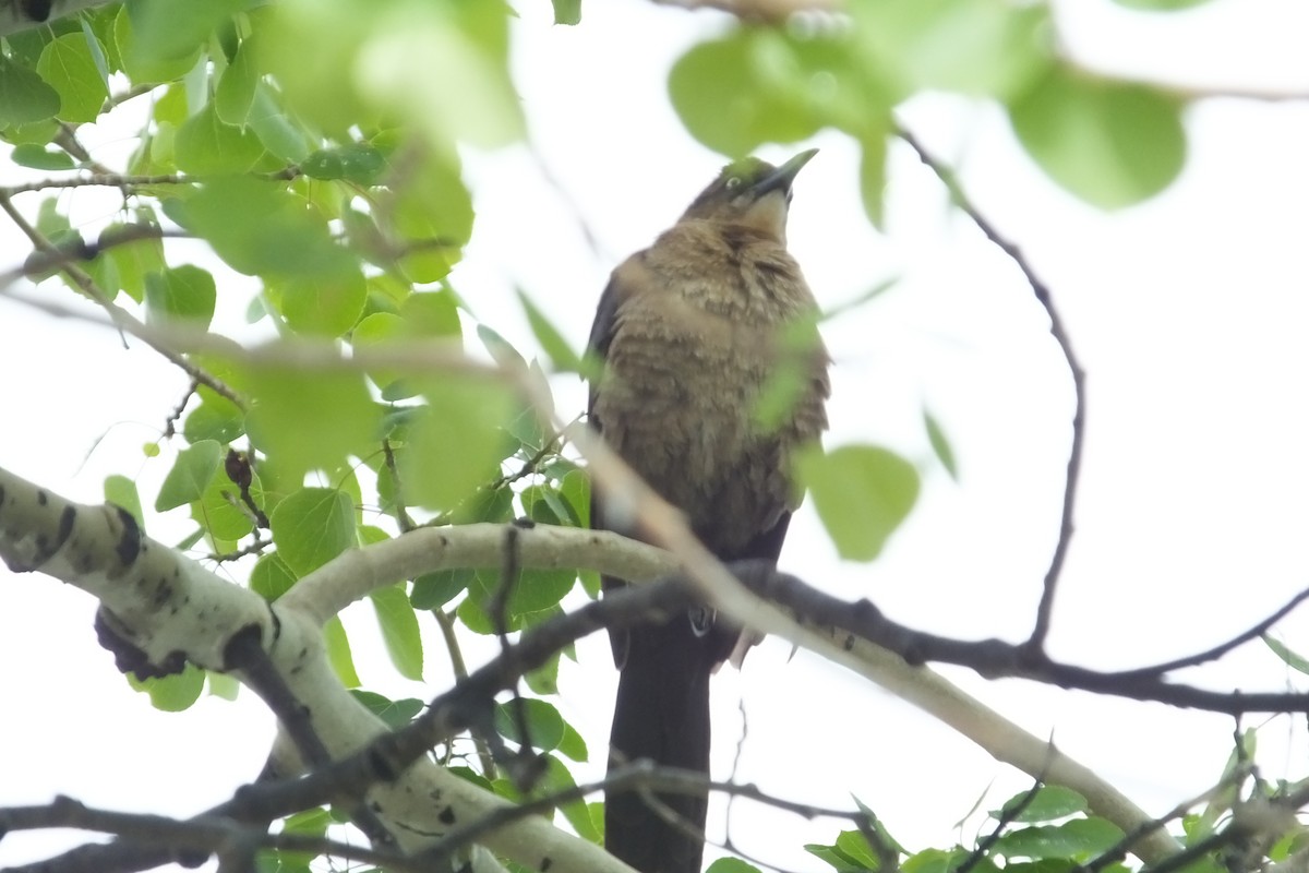 Great-tailed Grackle - Dave Hanscom