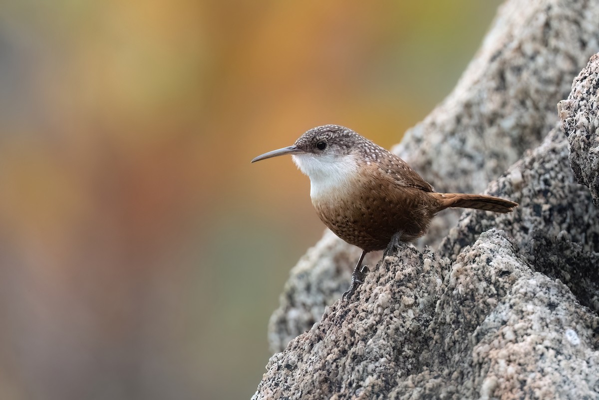 Canyon Wren - ML613066463