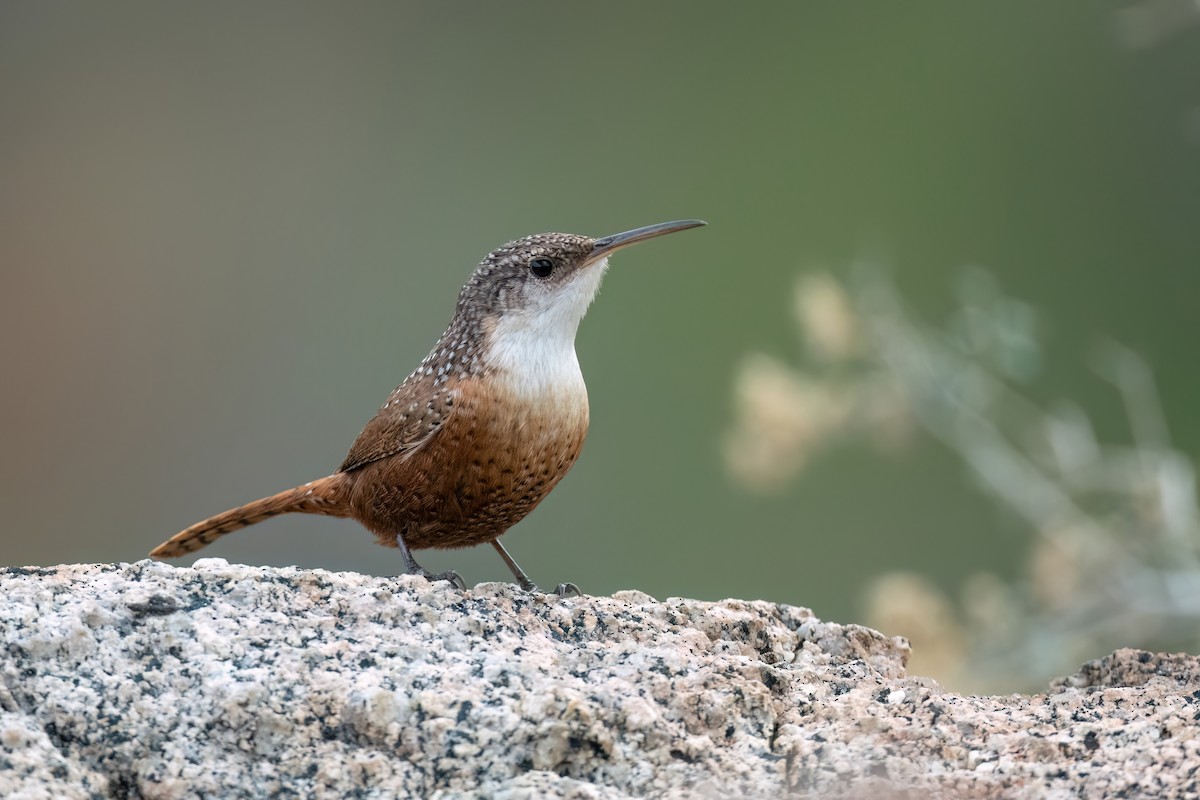 Canyon Wren - ML613066464