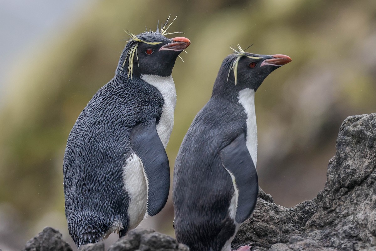 Southern Rockhopper Penguin - Allison Miller