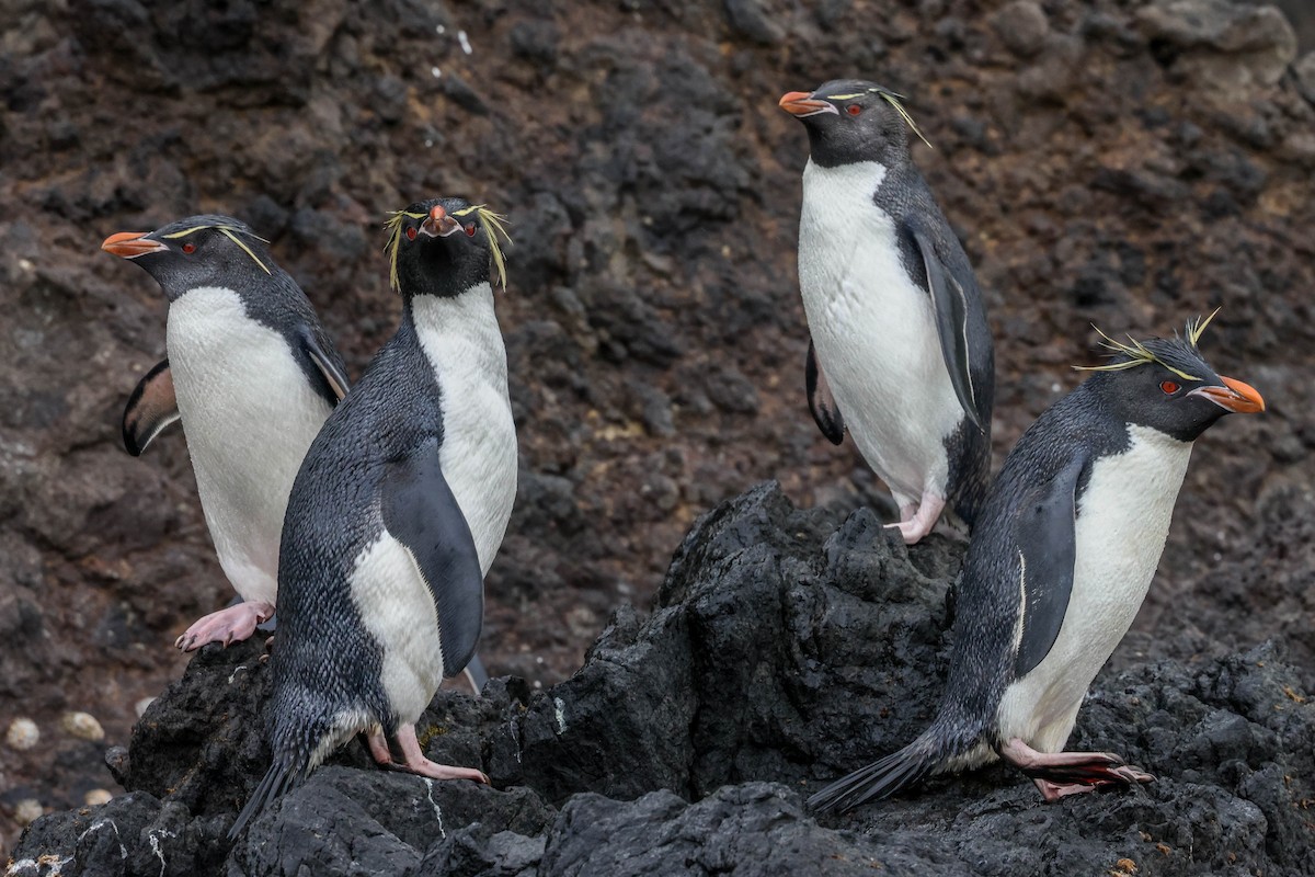 Southern Rockhopper Penguin - Allison Miller