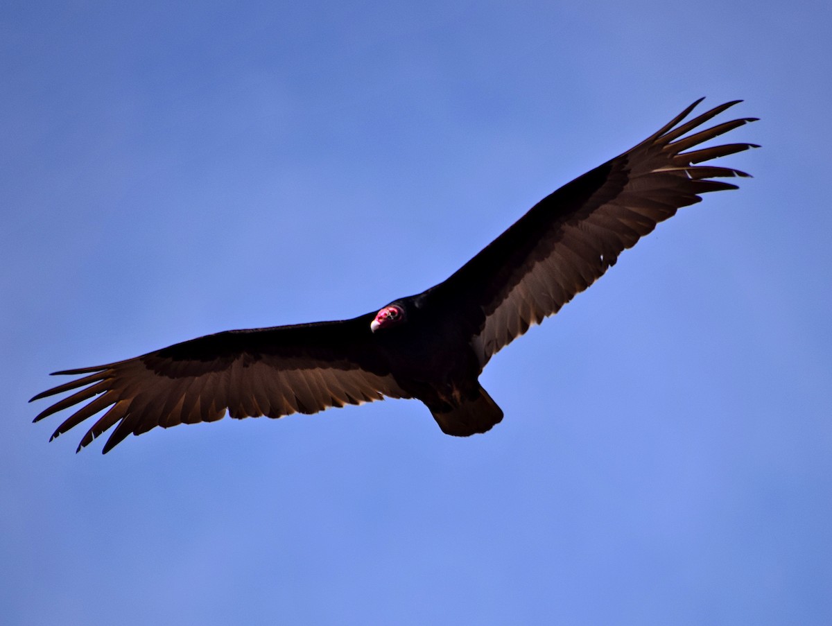 Turkey Vulture - Gregory Nelson