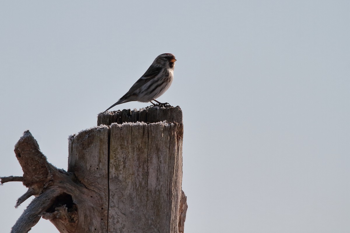 Common Redpoll - ML613066747