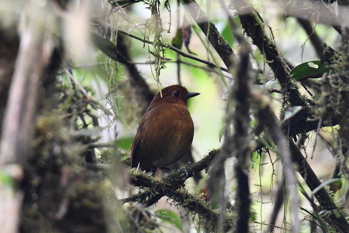 Oxapampa Antpitta - ML613066810