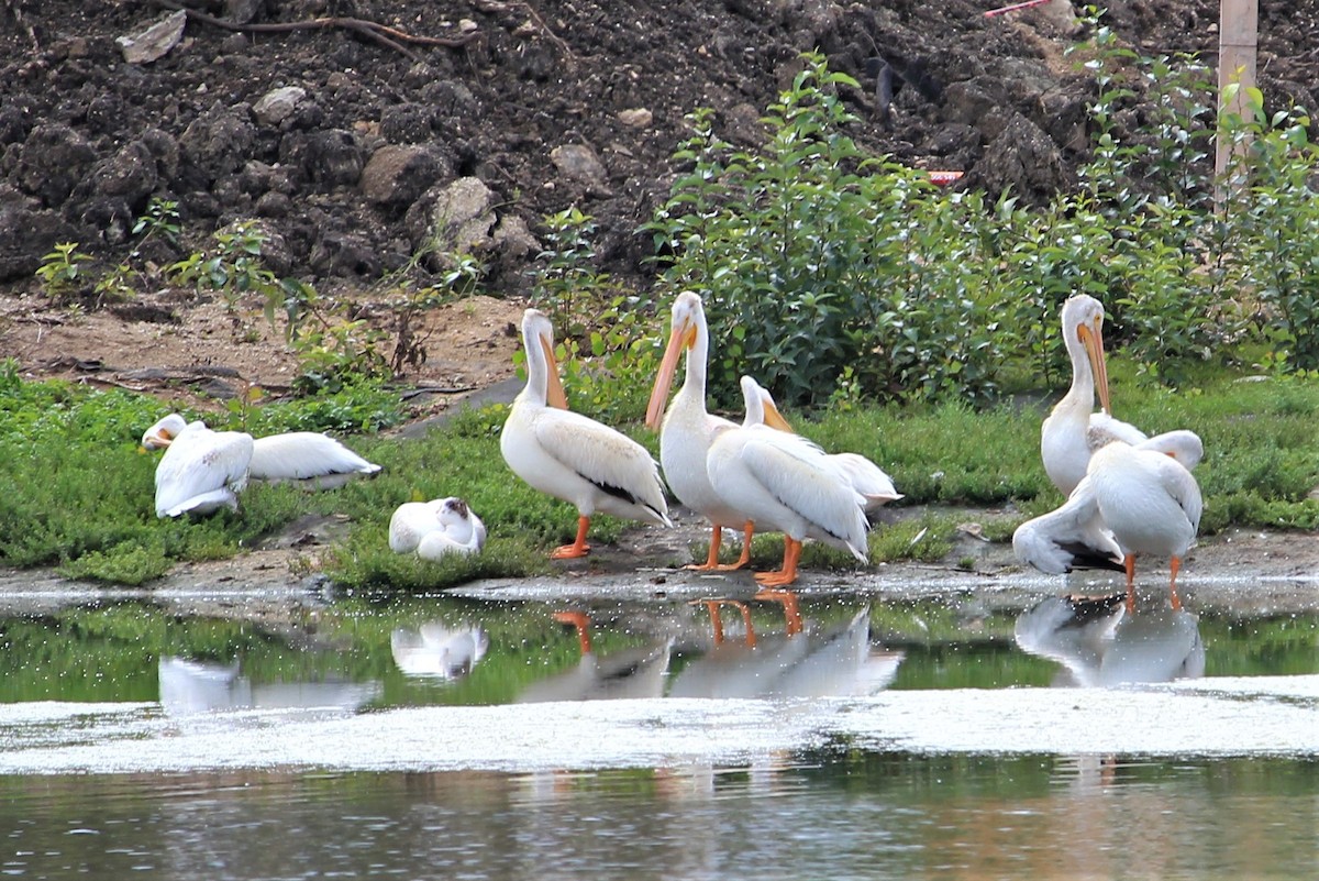 American White Pelican - ML613066932