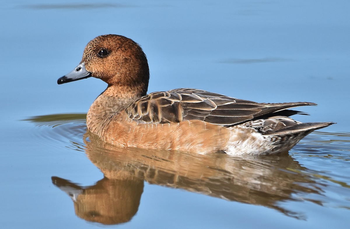 Eurasian Wigeon - ML613066937