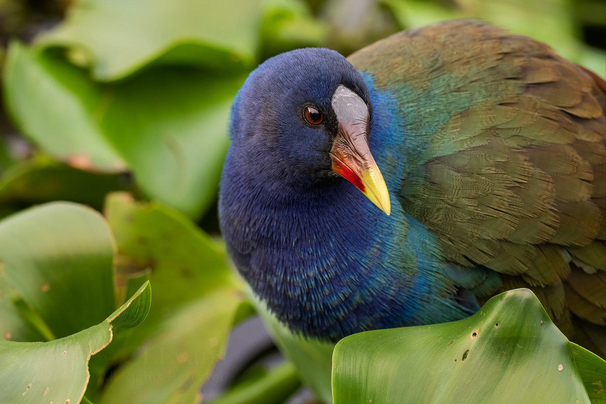 Purple Gallinule - Christina Evans