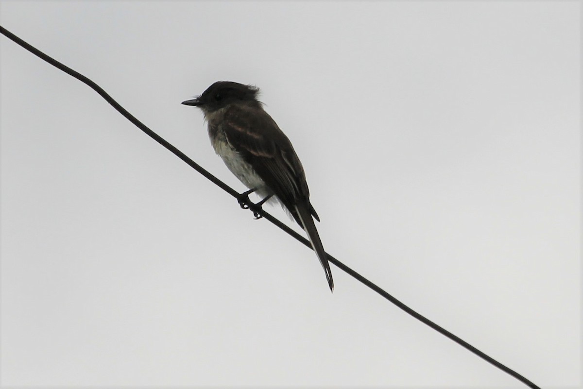 Eastern Phoebe - ML613066947