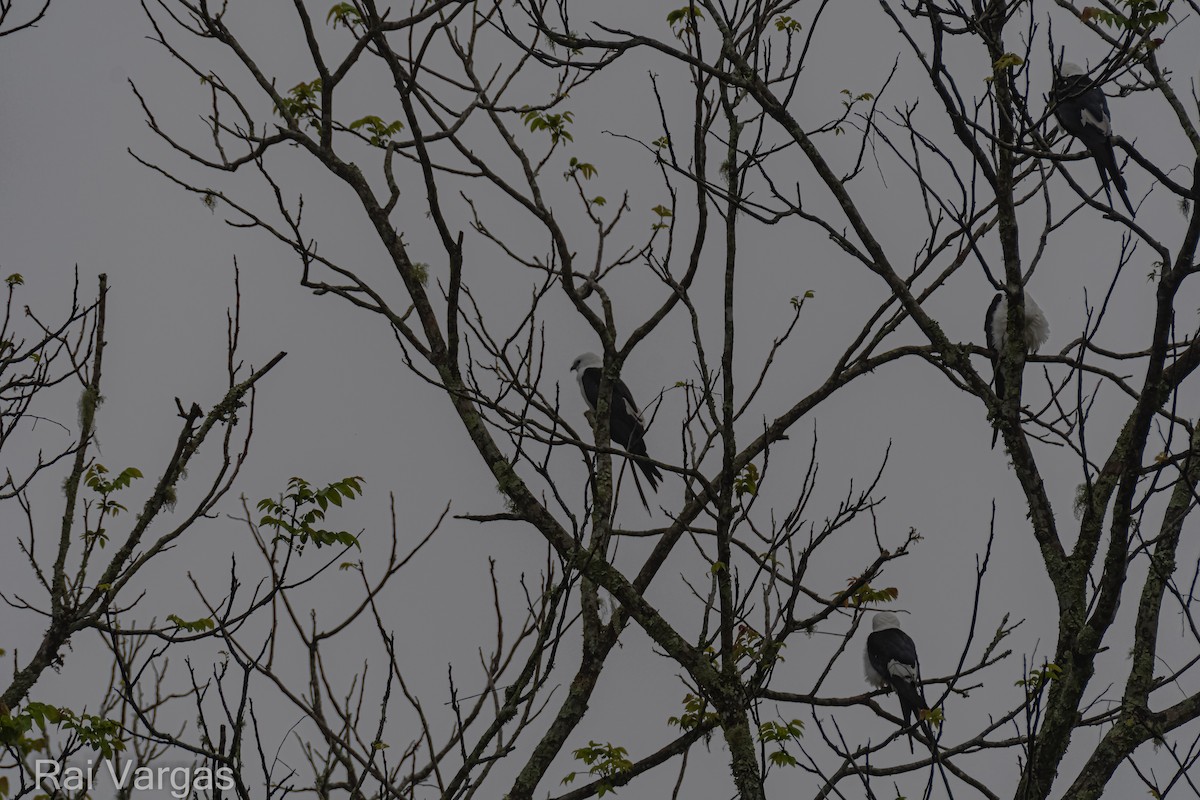 Swallow-tailed Kite - ML613067052