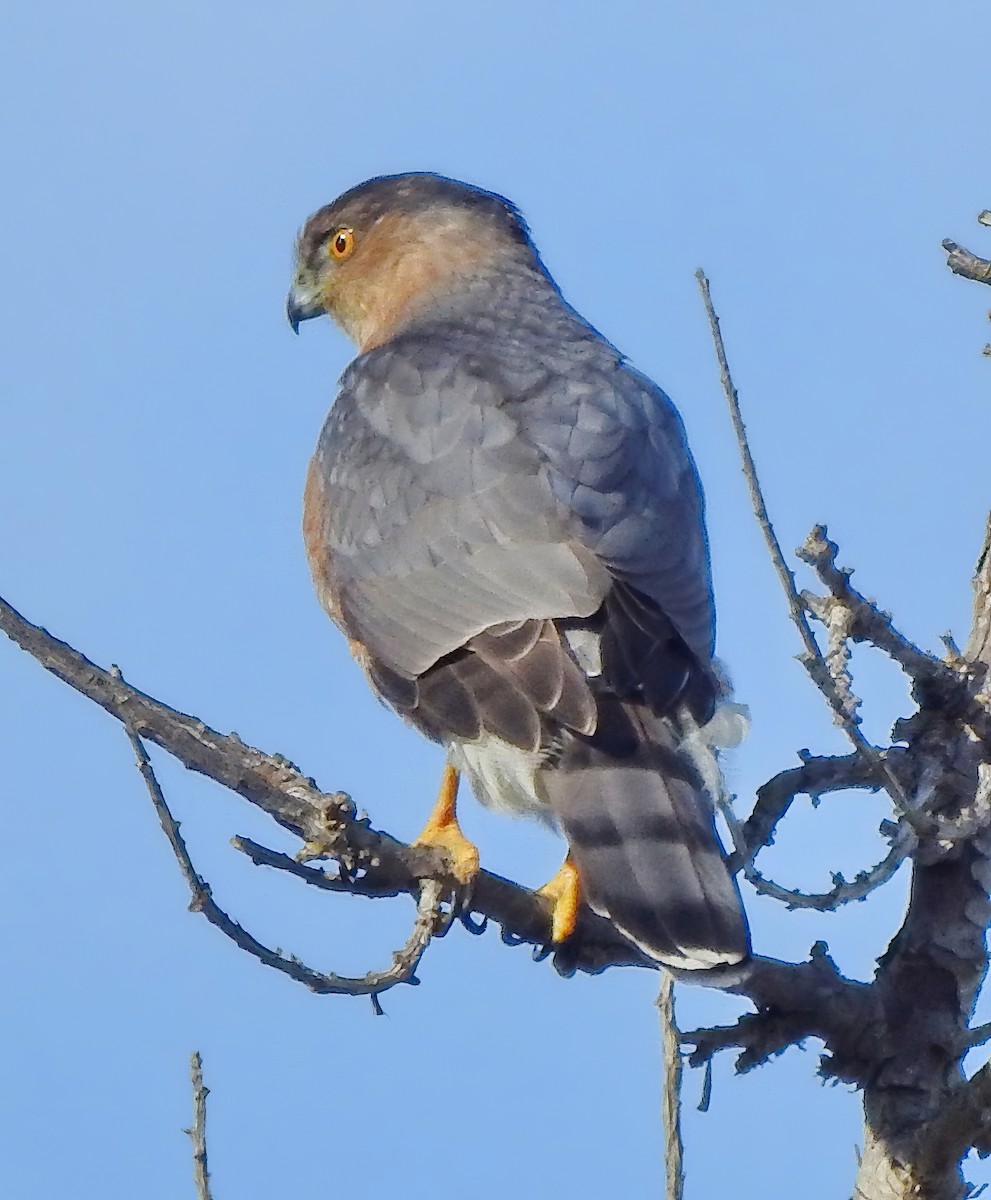 Cooper's Hawk - ML613067110