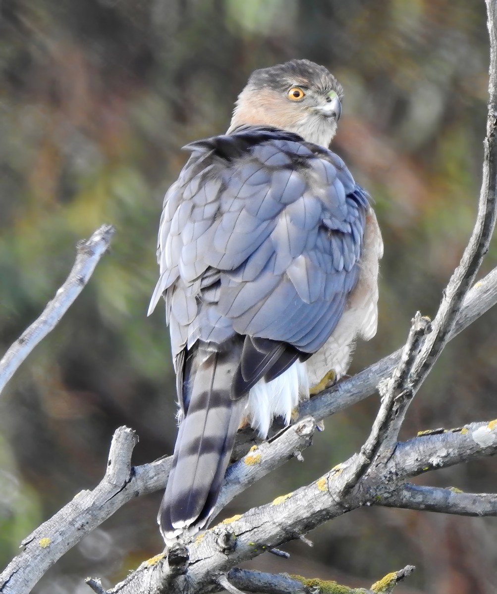 Cooper's Hawk - ML613067111